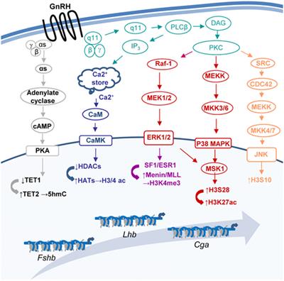 Multifaceted Targeting of the Chromatin Mediates Gonadotropin-Releasing Hormone Effects on Gene Expression in the <mark class="highlighted">Gonadotrope</mark>